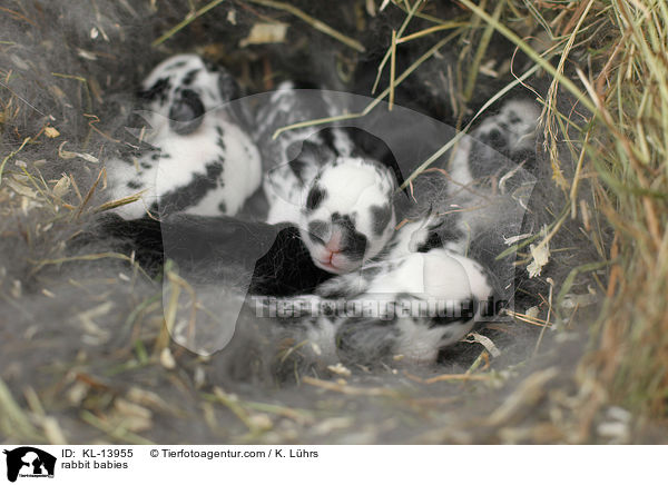 Kaninchen Babies / rabbit babies / KL-13955