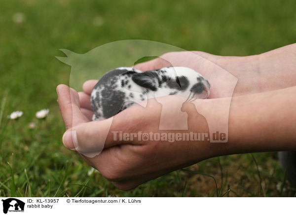 Kaninchen Baby / rabbit baby / KL-13957