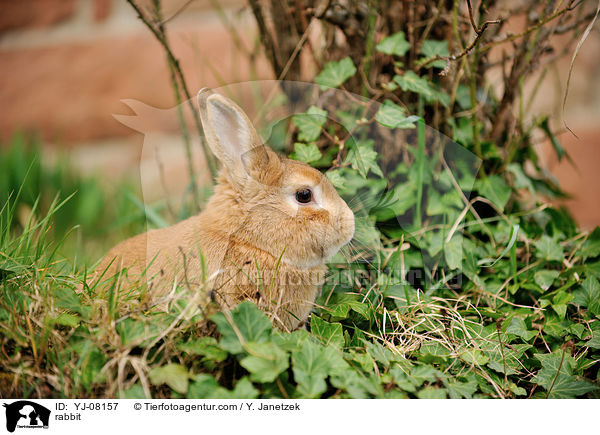 Kaninchen / rabbit / YJ-08157