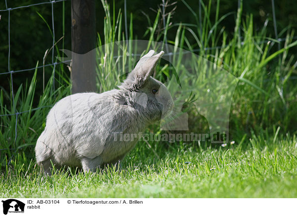Kaninchen / rabbit / AB-03104