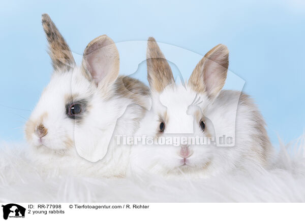 2 young rabbits / RR-77998