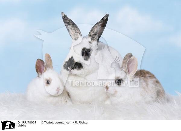 Kaninchen / rabbits / RR-78007