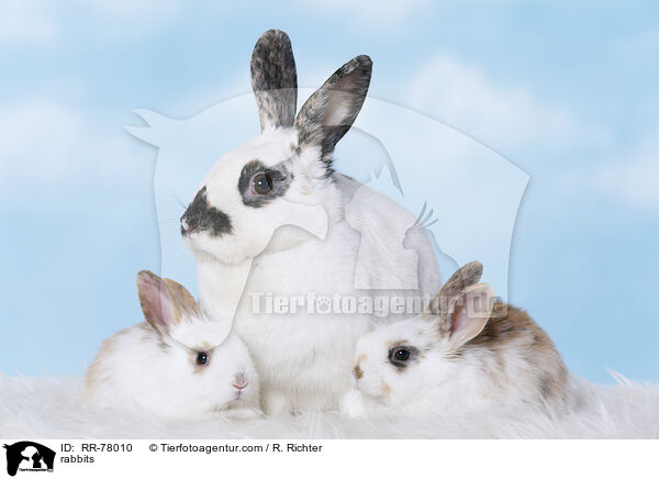 Kaninchen / rabbits / RR-78010