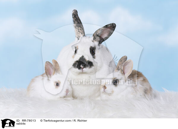 Kaninchen / rabbits / RR-78013