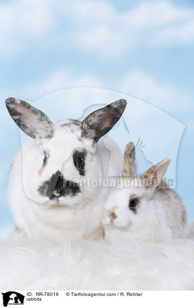 Kaninchen / rabbits / RR-78019