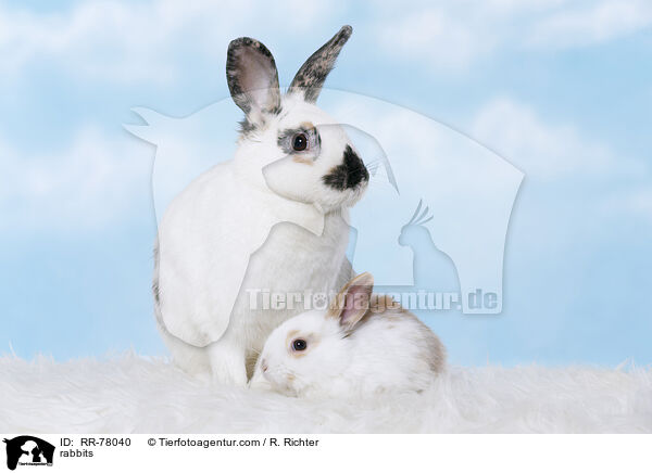 Kaninchen / rabbits / RR-78040