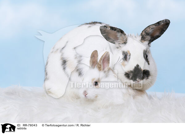 Kaninchen / rabbits / RR-78043