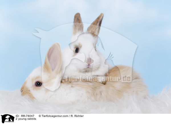 2 junge Kaninchen / 2 young rabbits / RR-78047