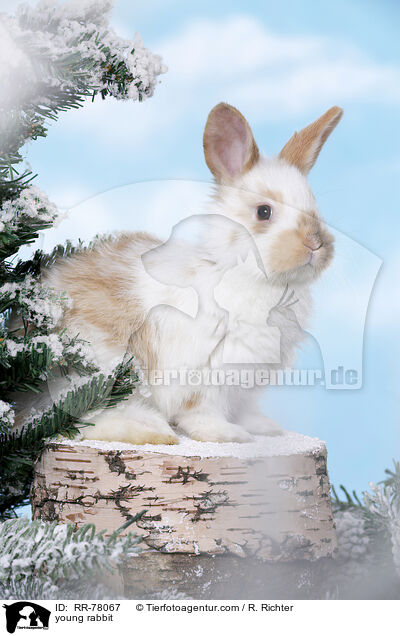 junges Kaninchen / young rabbit / RR-78067