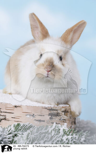 junges Kaninchen / young rabbit / RR-78075