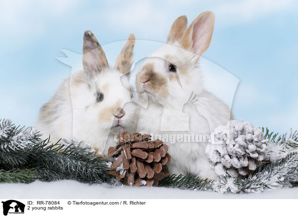 2 young rabbits / RR-78084