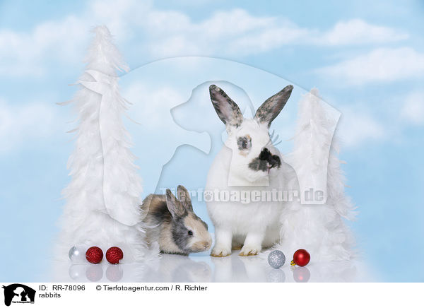 Kaninchen / rabbits / RR-78096