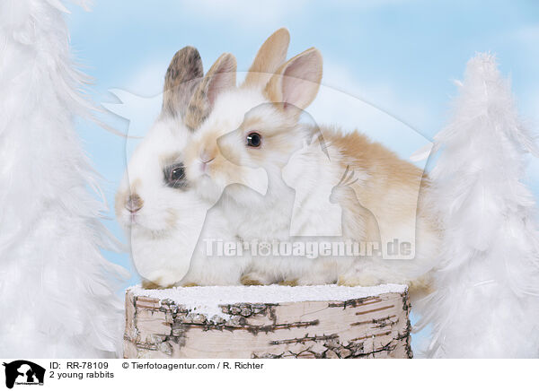 2 junge Kaninchen / 2 young rabbits / RR-78109