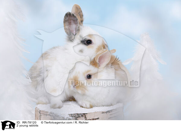 2 junge Kaninchen / 2 young rabbits / RR-78120