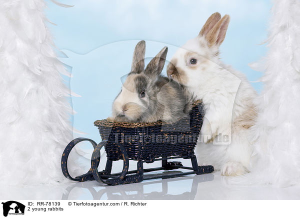 2 junge Kaninchen / 2 young rabbits / RR-78139