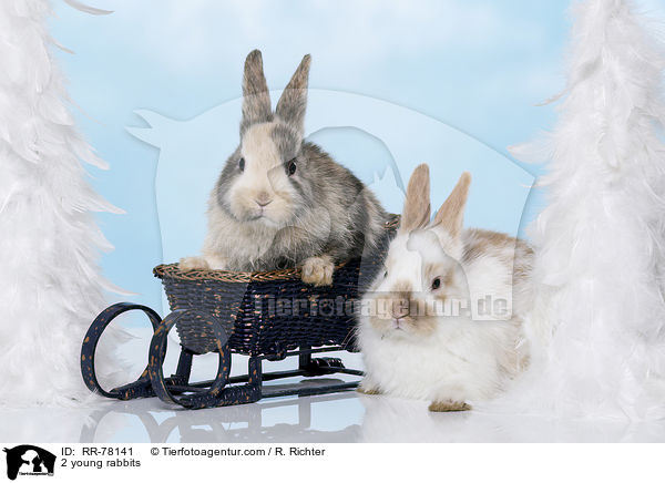 2 junge Kaninchen / 2 young rabbits / RR-78141