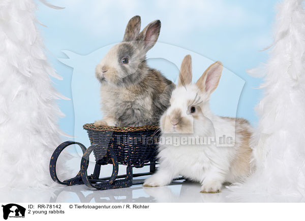 2 junge Kaninchen / 2 young rabbits / RR-78142