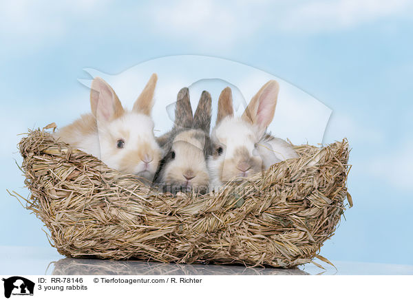 3 junge Kaninchen / 3 young rabbits / RR-78146