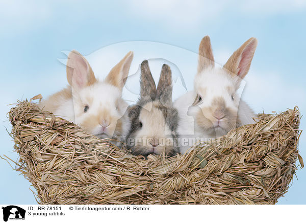 3 junge Kaninchen / 3 young rabbits / RR-78151