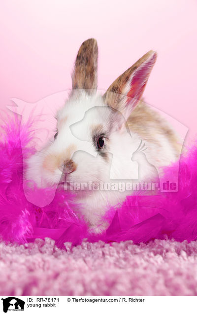 junges Kaninchen / young rabbit / RR-78171