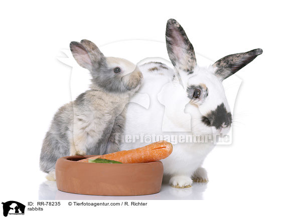 Kaninchen / rabbits / RR-78235