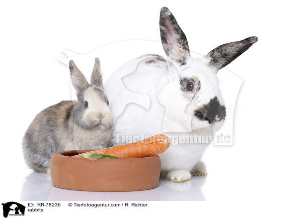 Kaninchen / rabbits / RR-78236