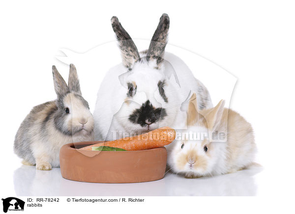 Kaninchen / rabbits / RR-78242