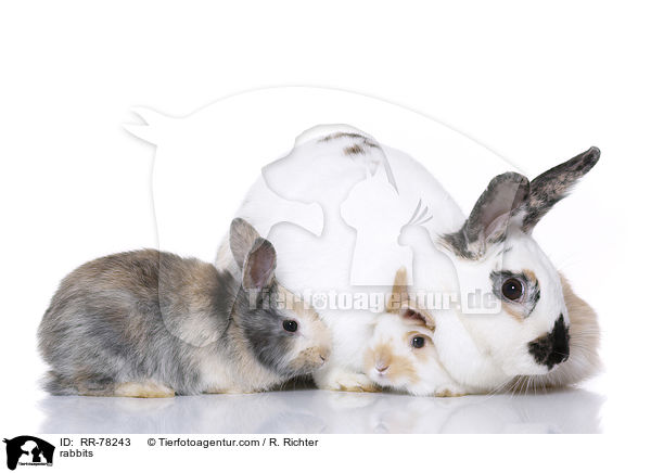 Kaninchen / rabbits / RR-78243