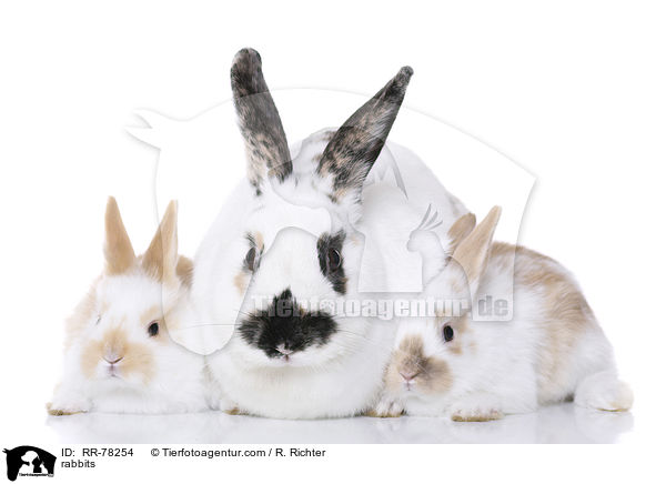 Kaninchen / rabbits / RR-78254