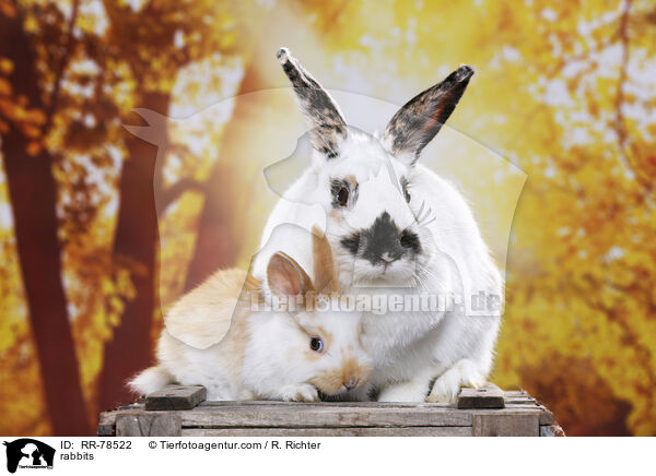 Kaninchen / rabbits / RR-78522