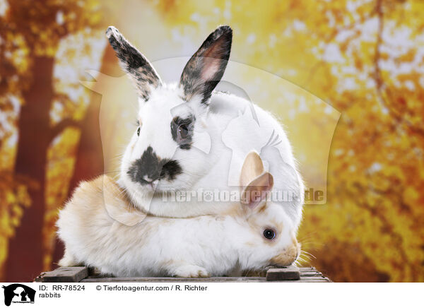 Kaninchen / rabbits / RR-78524