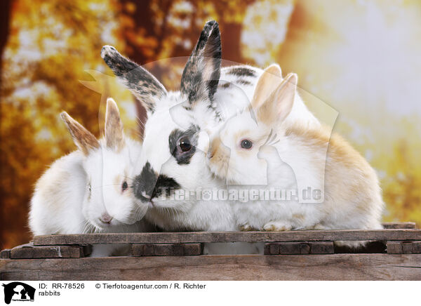 Kaninchen / rabbits / RR-78526