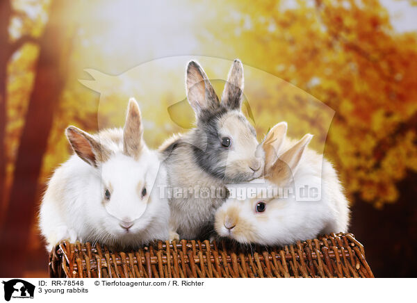 3 junge Kaninchen / 3 young rabbits / RR-78548