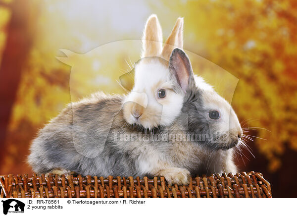 2 junge Kaninchen / 2 young rabbits / RR-78561