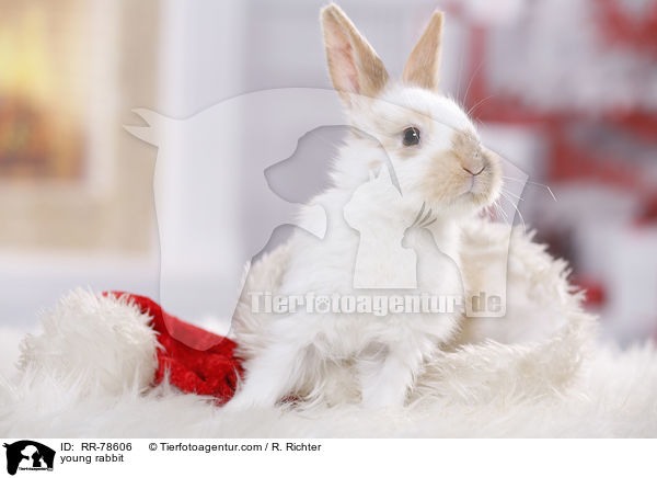 junges Kaninchen / young rabbit / RR-78606