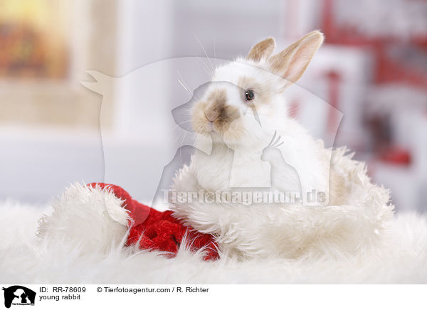 junges Kaninchen / young rabbit / RR-78609