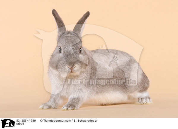 Kaninchen / rabbit / SS-44586