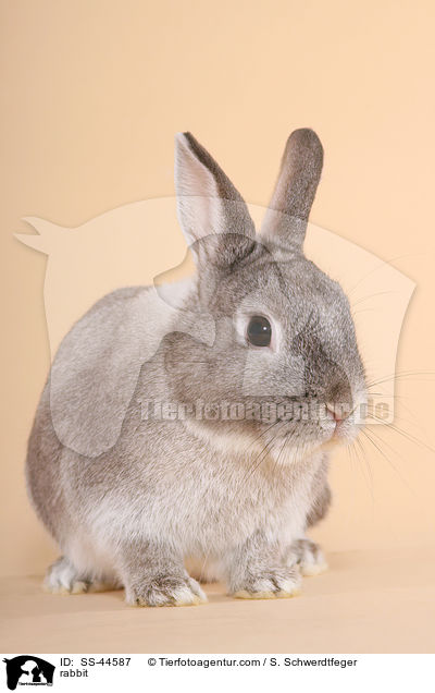 Kaninchen / rabbit / SS-44587