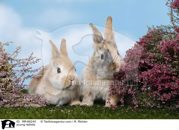 junge Kaninchen / young rabbits / RR-88240