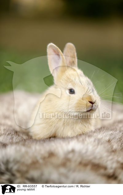 junges Kaninchen / young rabbit / RR-93557