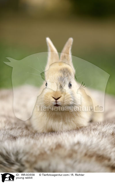 junges Kaninchen / young rabbit / RR-93558