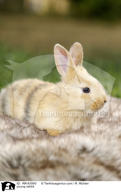 junges Kaninchen / young rabbit / RR-93560
