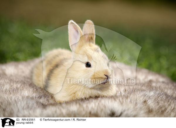 junges Kaninchen / young rabbit / RR-93561