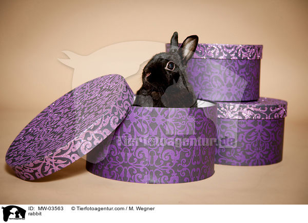 Kaninchen / rabbit / MW-03563