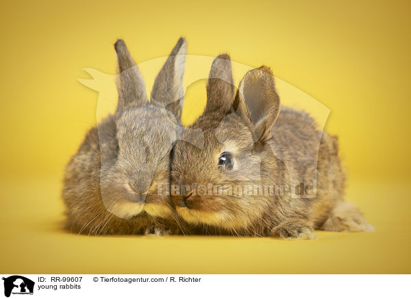 junge Kaninchen / young rabbits / RR-99607