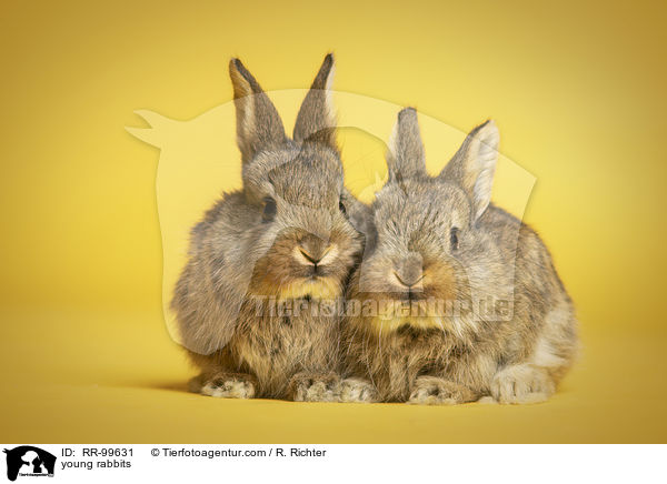 junge Kaninchen / young rabbits / RR-99631