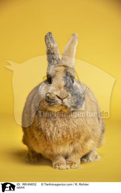 Kaninchen / rabbit / RR-99652