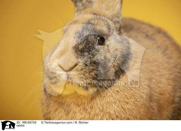 Kaninchen / rabbit / RR-99709