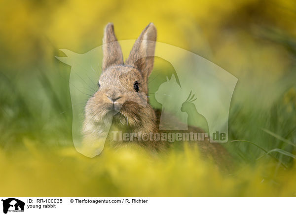 junges Kaninchen / young rabbit / RR-100035