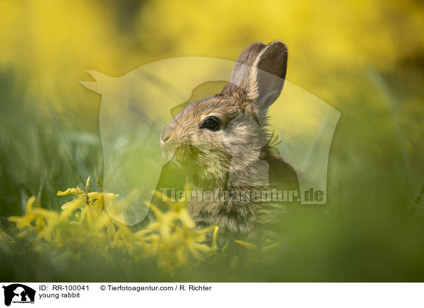 junges Kaninchen / young rabbit / RR-100041